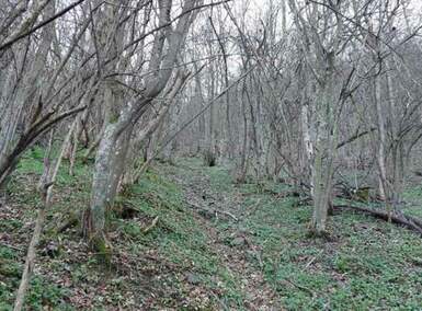 Stan, Boljevac, Jablanica, prodaja, 0m2, 15000e, id1147272