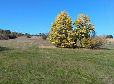 Plac, Boljevac, Bačevica, prodaja, 0m2, 18500e, id1284162